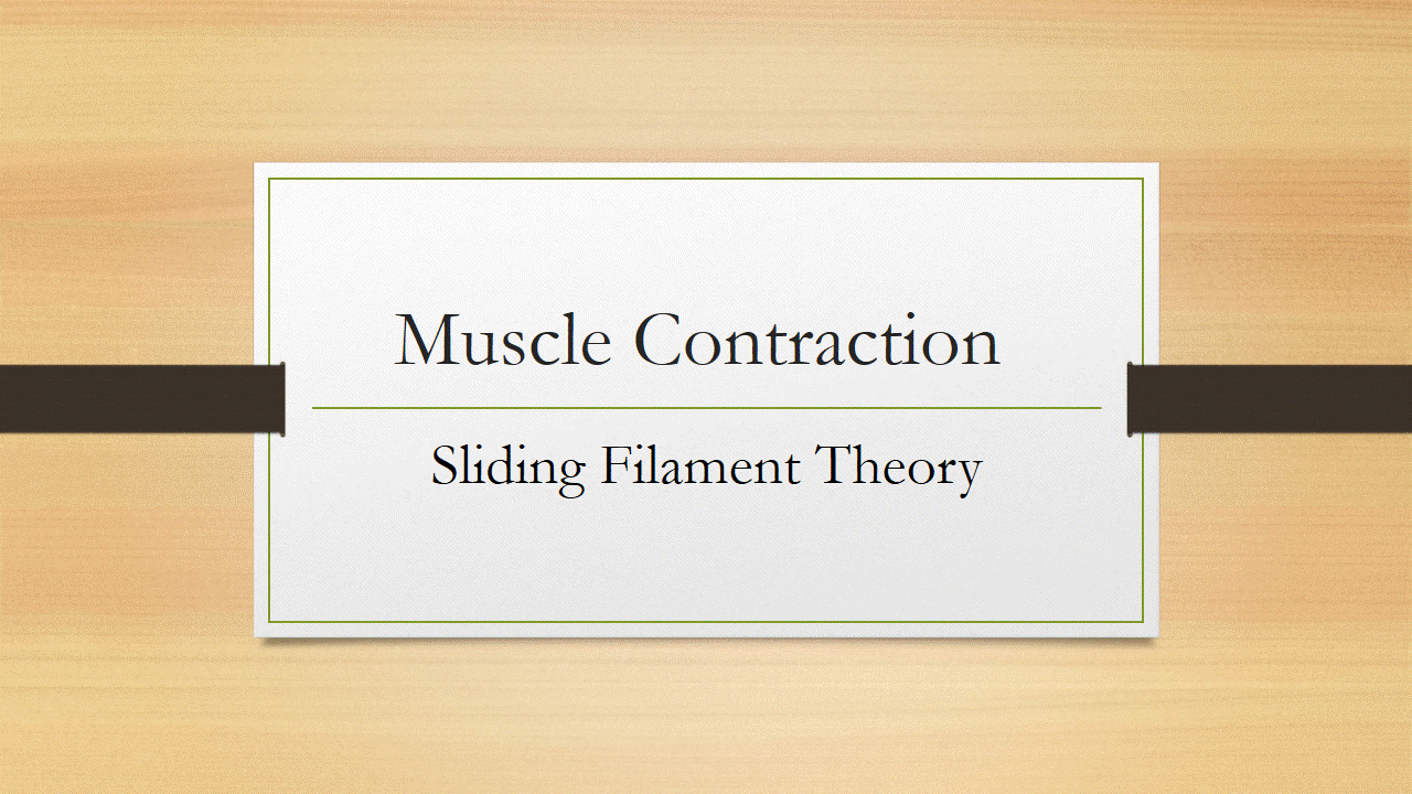 Sliding Filament Model of Muscle Contraction