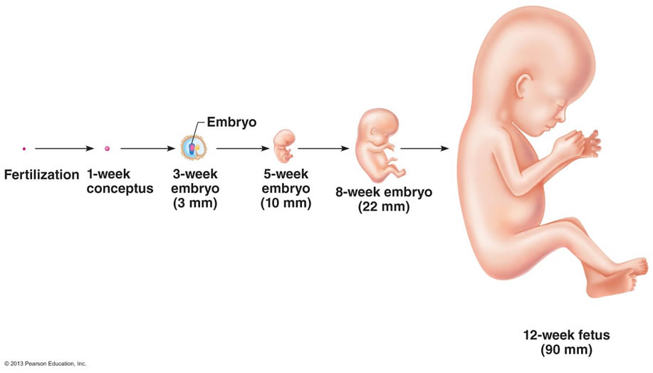 process of conception to birth
