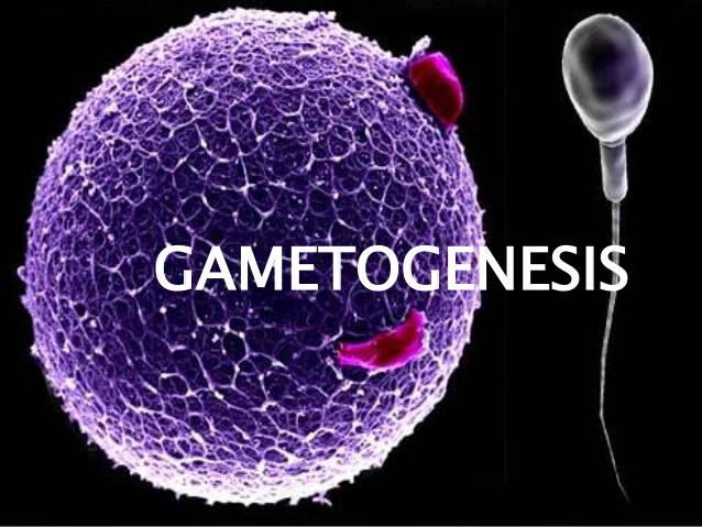 Gametogenesis in Human-Spermatogenesis and Oogenesis