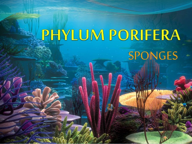 Phylum Porifera: General characteristics and Classification