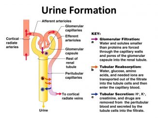urine formation nephron production mechanism kidneys steps physiology filtration glomerular complete reabsorption secretion tubular urinary processes selective system through produced