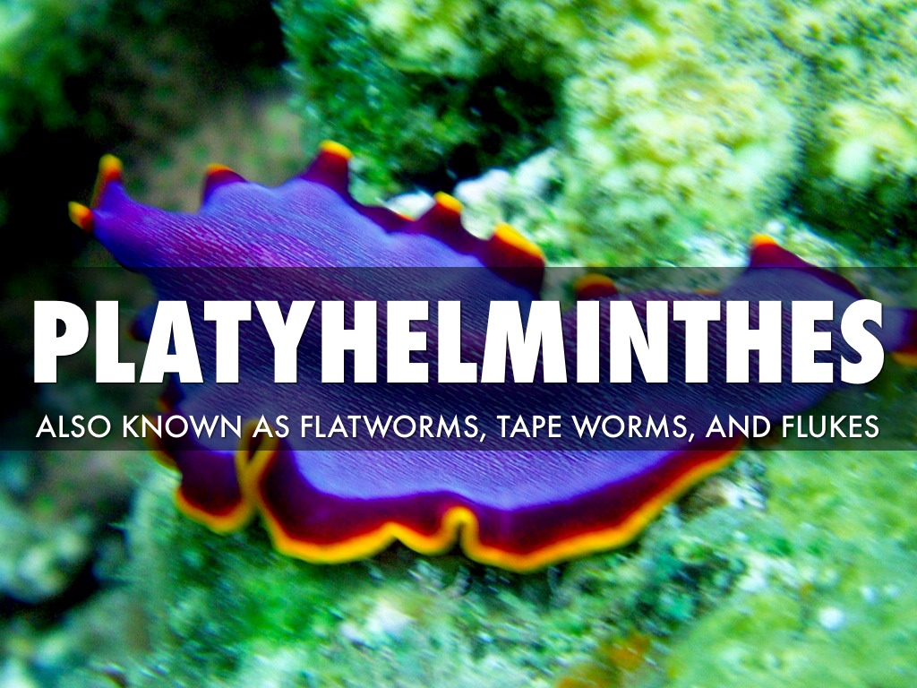 Phylum Platyhelminthes: General Characteristics and Classification