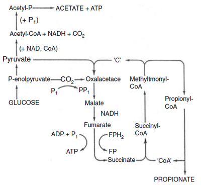 Propionate fermentation pathway