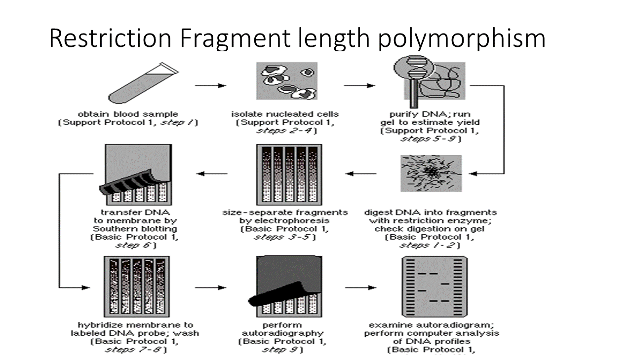 RFLP - Restriction fragment length polymorphism - JapaneseClass.jp