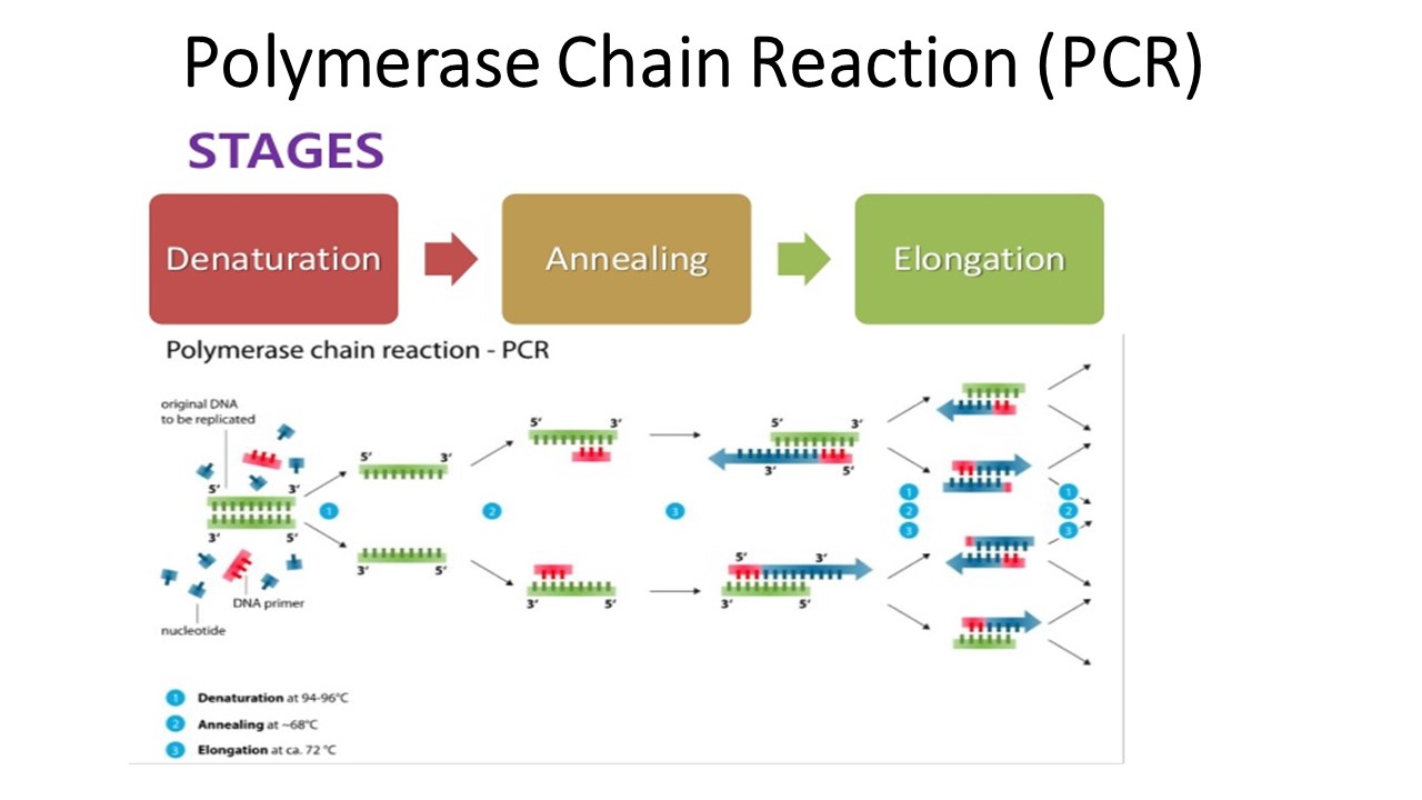 Polymerase Chain Reaction  Pcr   Principle  Procedure Or