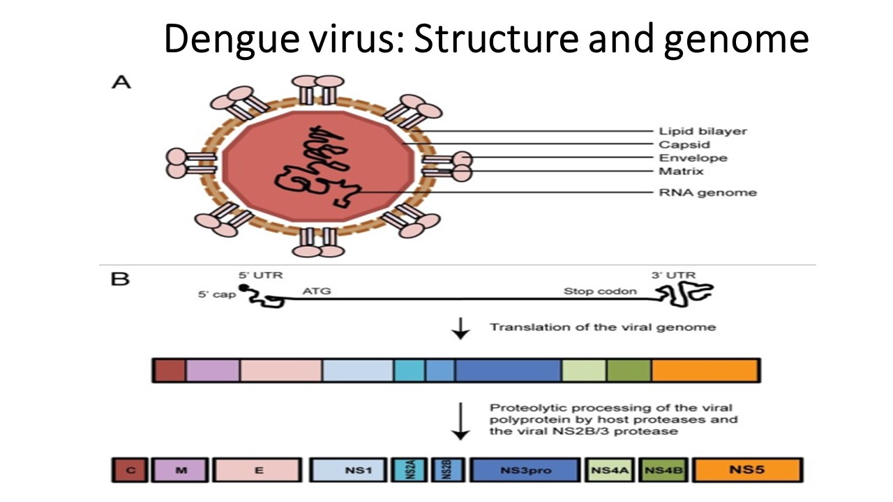 Dengue virus: structure, serotypes and mode of transmission