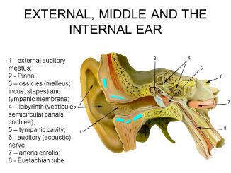 Physiology of hearing