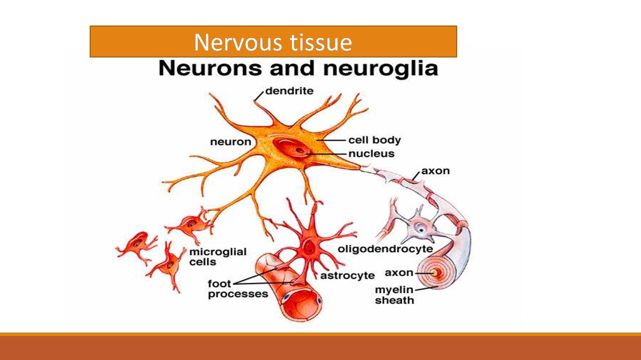 Nervous tissue: Neuron and Neuroglia