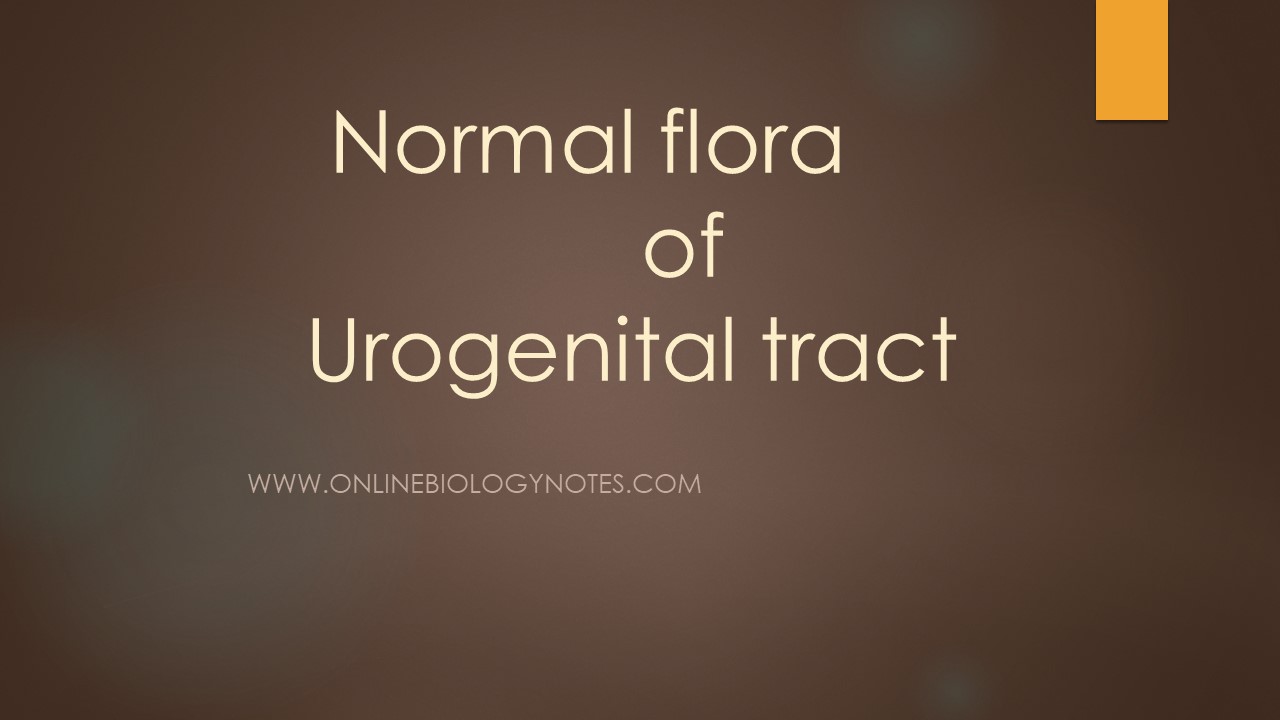 Normal flora of genitourinary tract