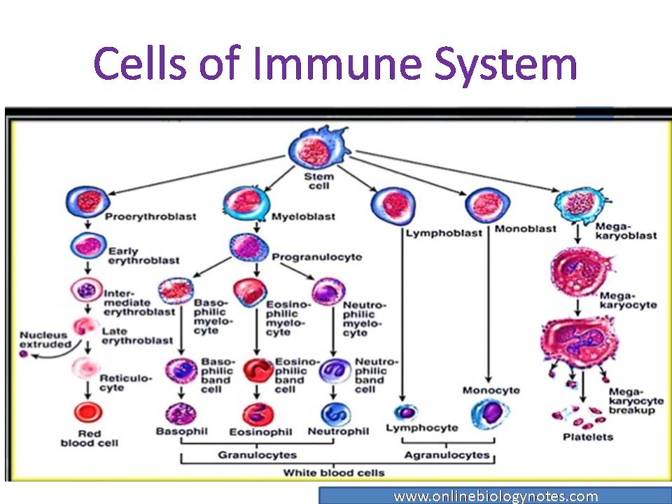 Cells of immune system: Lymphocytes, phagocytic cell, granulocytes and