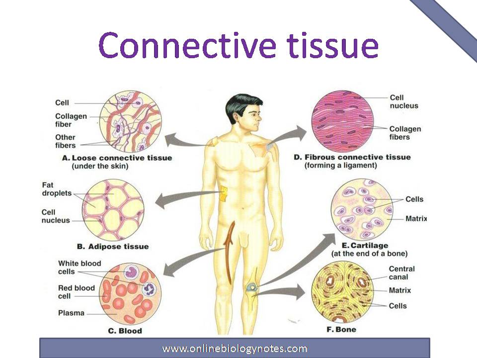 Connective tissue: characteristics, functions and types