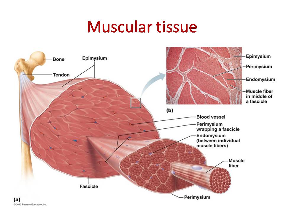 Muscular tissue: skeletal, smooth and cardiac muscle