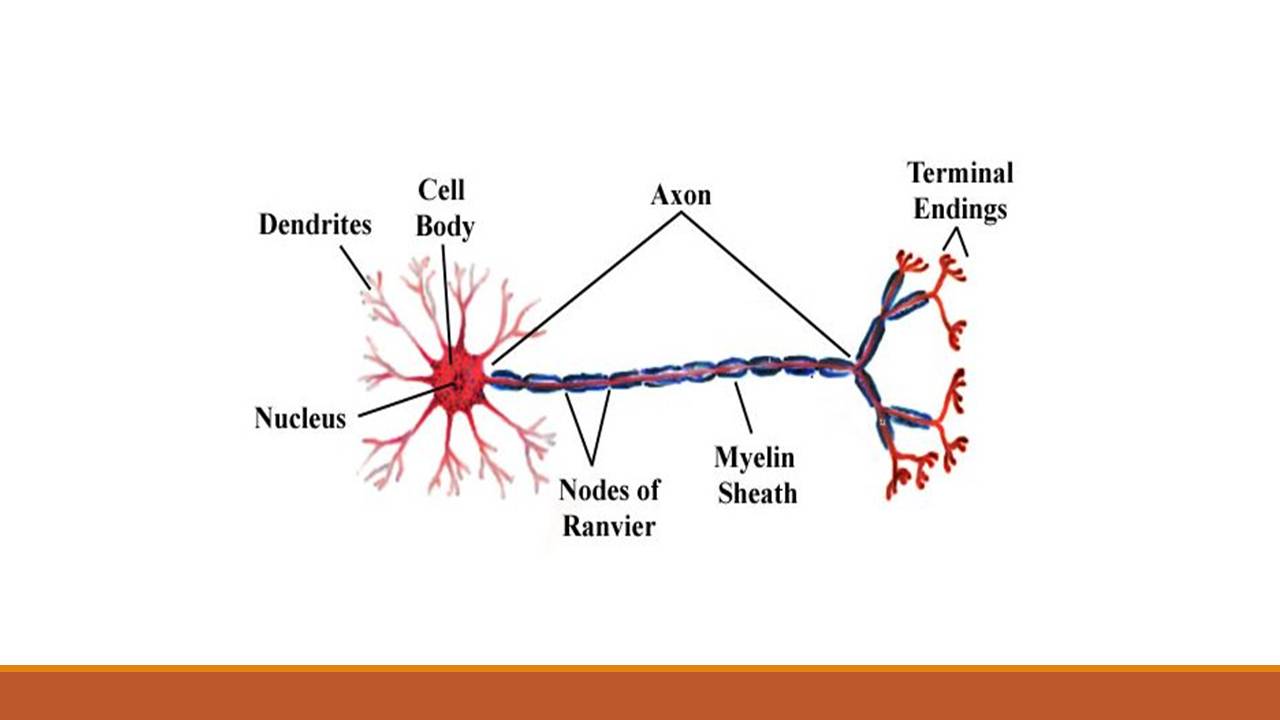 Nervous tissue: Neuron and Neuroglia