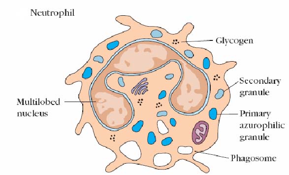 Cells of immune system: Lymphocytes, phagocytic cell, granulocytes and