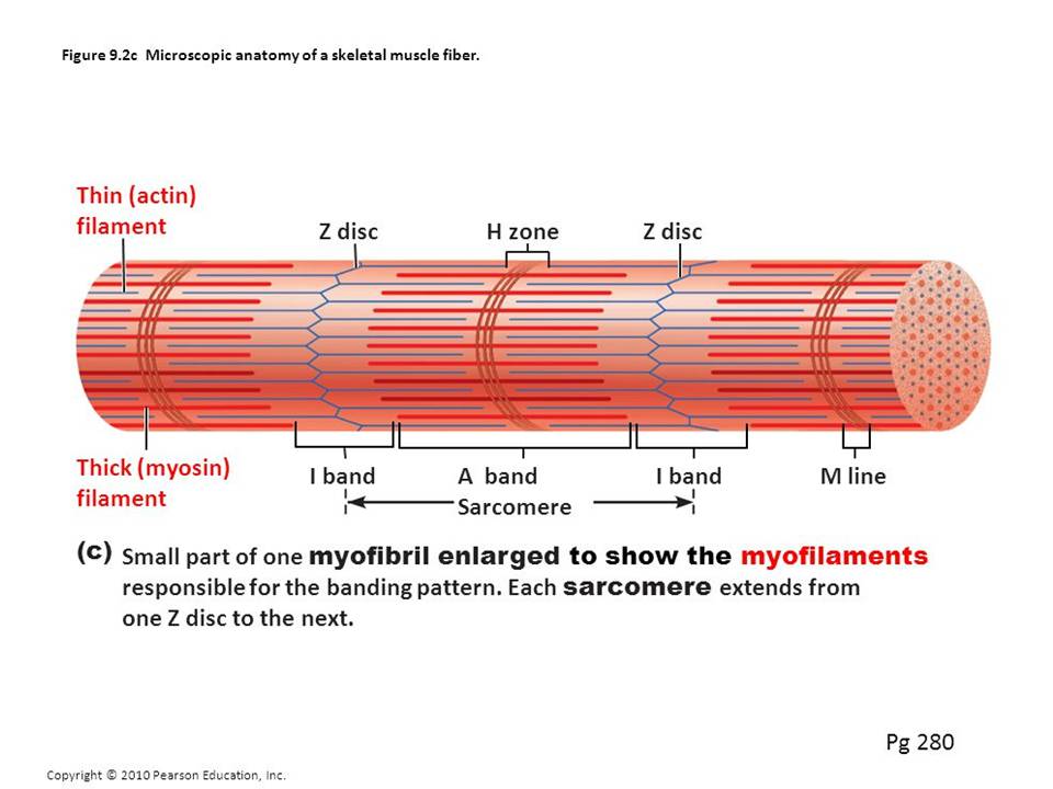 Muscular tissue: skeletal, smooth and cardiac muscle