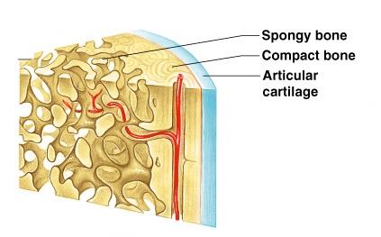 Supportive connective tissue: Cartilage and Bone