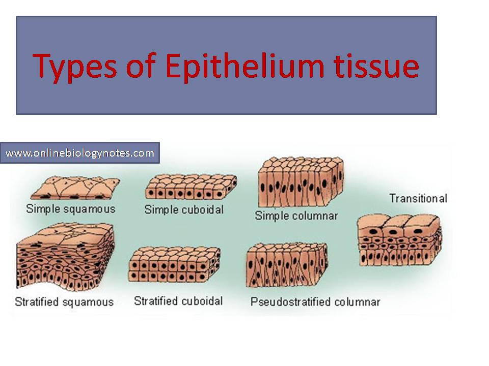 Types of epithelial tissue: simple, compound and specialized