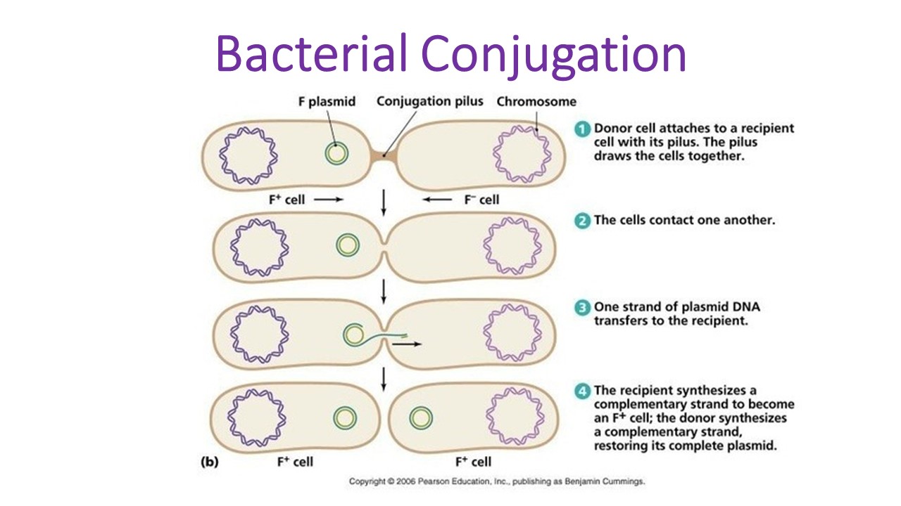 conjugation microbiology
