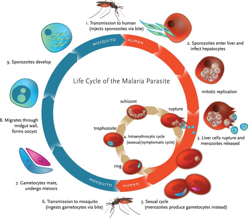 Plasmodium; a malarial parasite: characteristics and classification