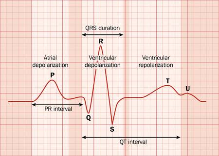 Electrocardiogram ECG Working Principle Normal ECG Wave Electrocardiogram ECG Working Principle Normal ECG Wave