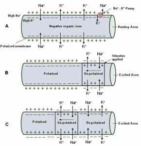Nerve Impulse Conduction - Online Biology Notes