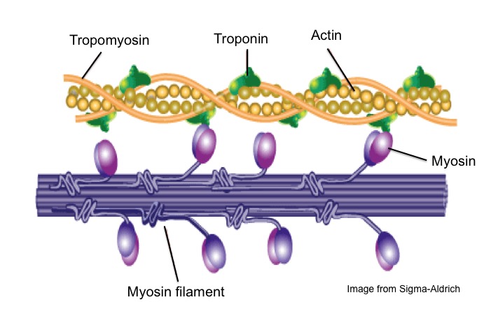 Sliding Filament Theory Of Muscle Contraction Online Biology Notes