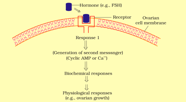 download orthopédie traumatologie de la personne âgée fragile 2013