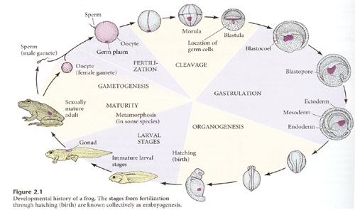 Developmental biology of Frog-Embryonic Development - Online Biology Notes