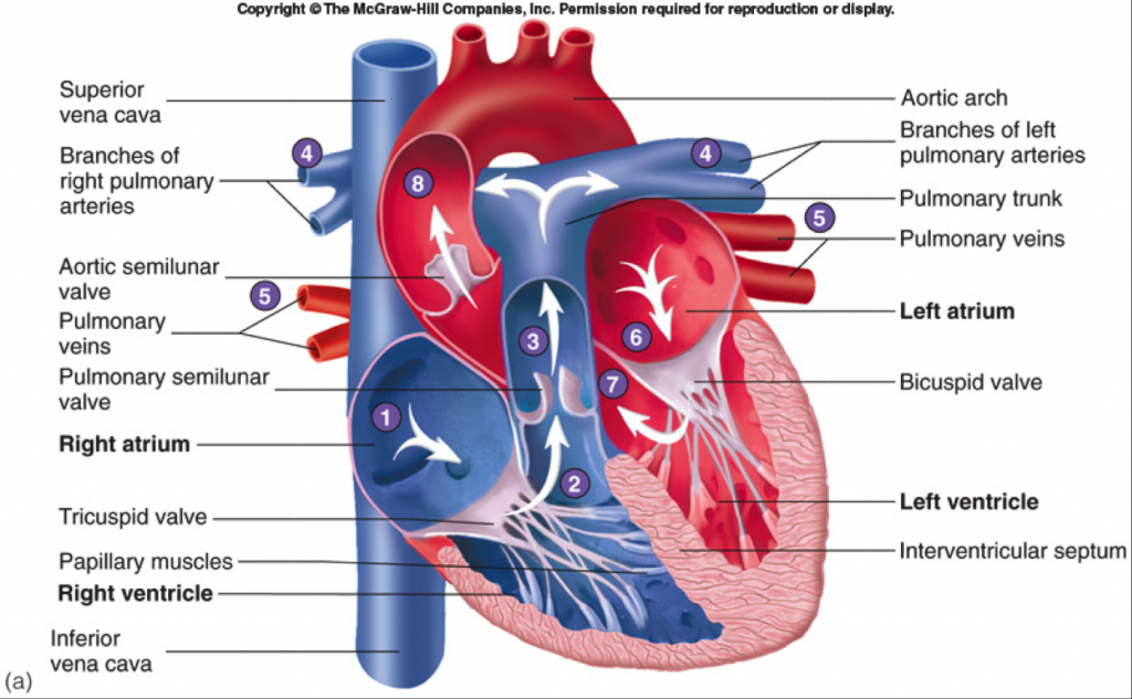 Human HeartGross structure and Anatomy Online Biology Notes