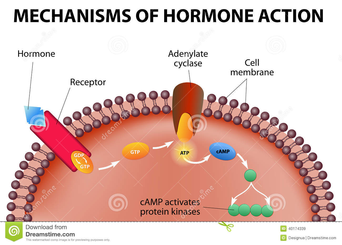 Mechanism of Hormone action - Online Biology Notes