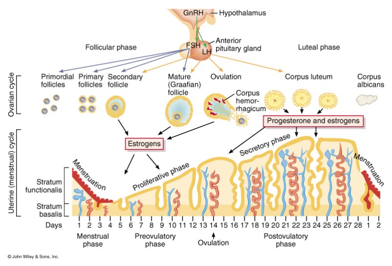 Menstrual Cycle Phases Chart