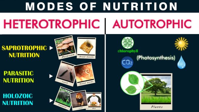 Nutrition and mode of nutrition - Online Biology Notes