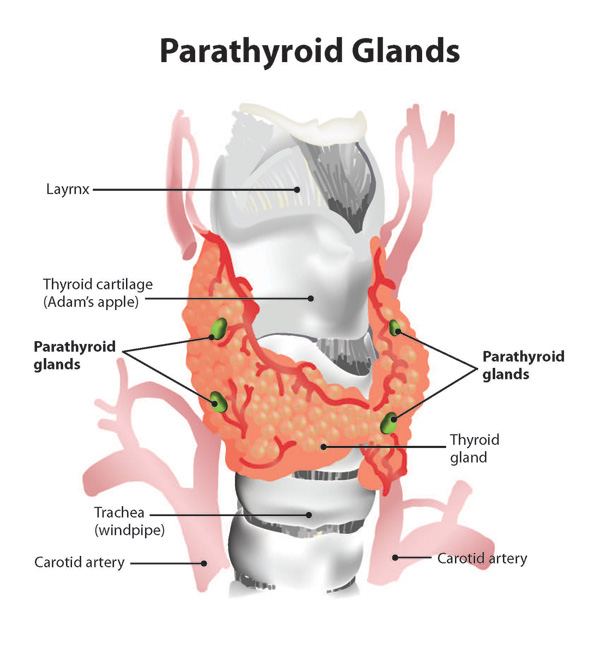 Parathyroid Gland Anatomy