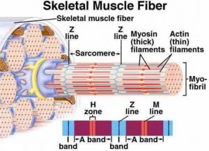 Muscle-Skeletal Muscle-Gross and Ultra Structure - Online Biology Notes