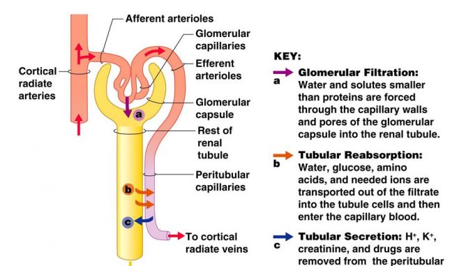 Urine Formation Flow Chart