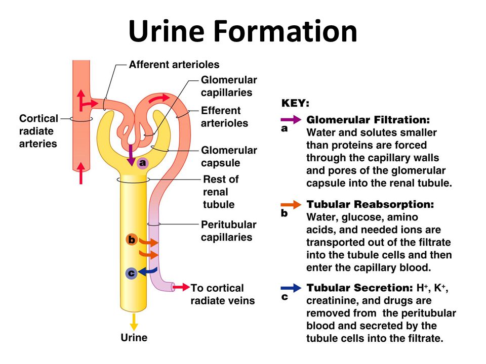 essay on urine formation