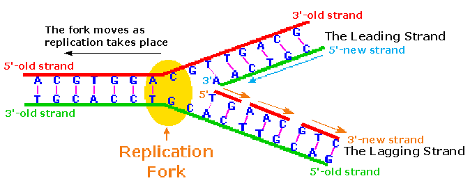 Dna Replication Chart