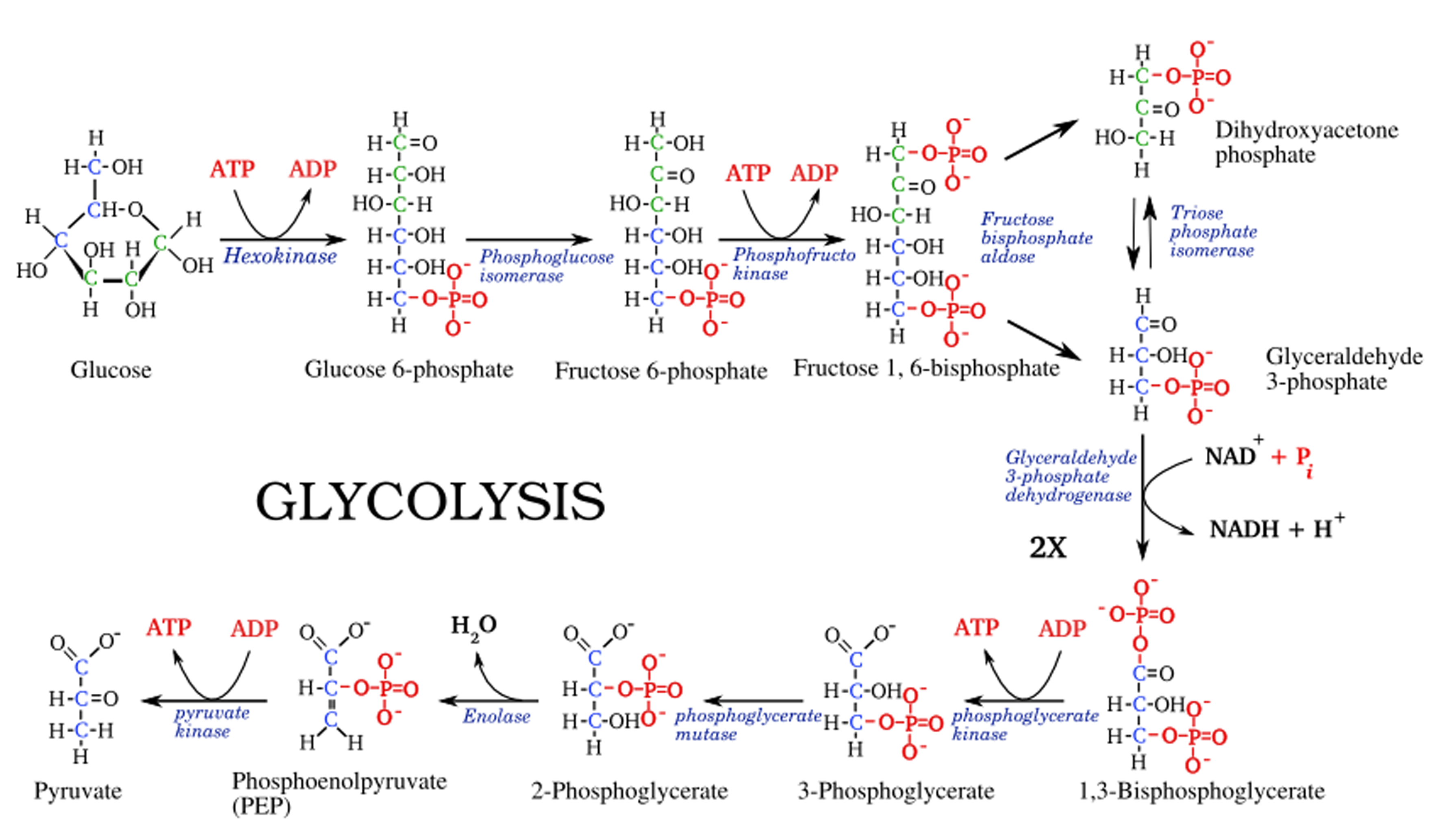 Glycolysis Steps Diagram And Enzymes Involved Online Biology Notes