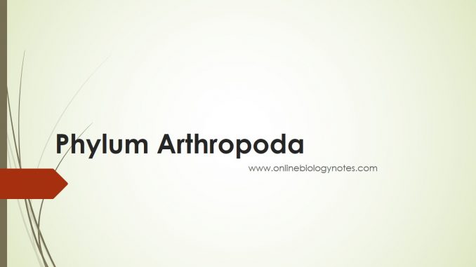 Phylum Arthropoda Characteristics Chart