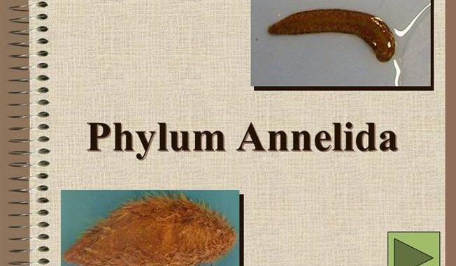 Chief Characteristics Of The Animal Phyla Chart