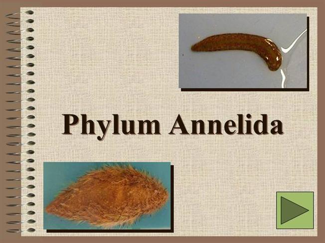 Phylum Annelida: General Characteristics and Classification - Online  Biology Notes