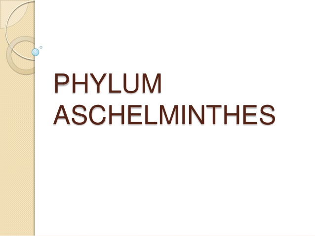 phylum aschelminthes karakterek