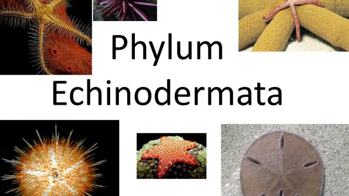 Echinodermata Classification Chart