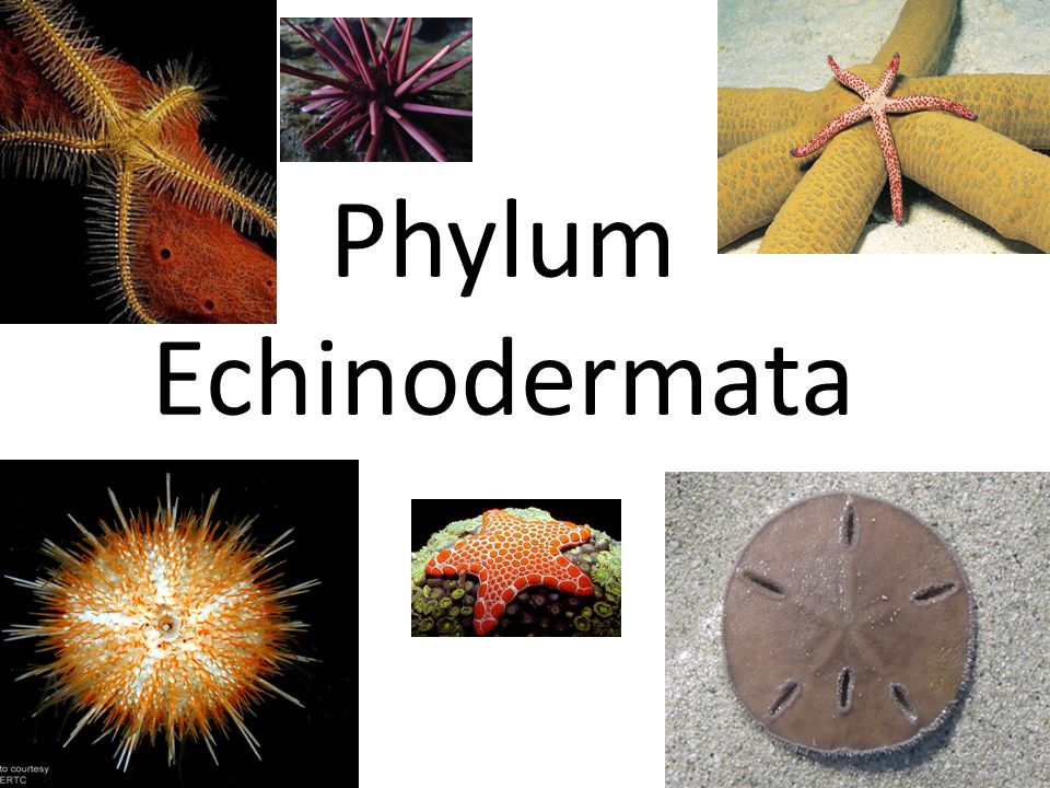 Phylum Echinodermata General Characteristics and Classification ...