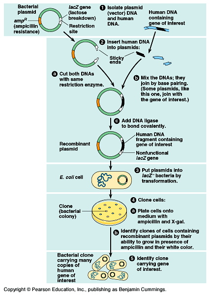 Gene Cloning Diagram