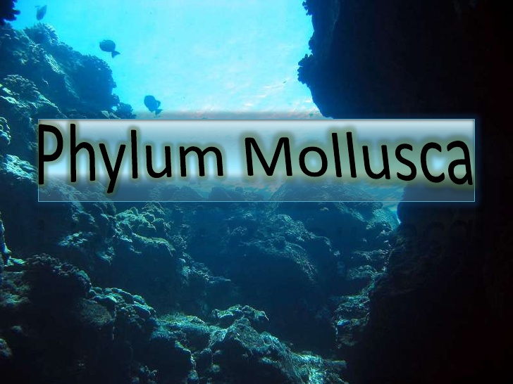 Phylum Mollusca: General Characteristics and Classification - Online