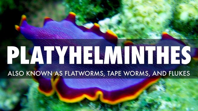 platyhelminthes ppt
