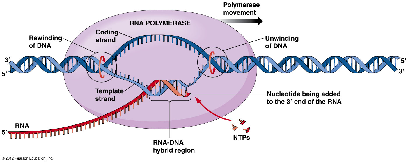 dna binding repertoire biology meaning