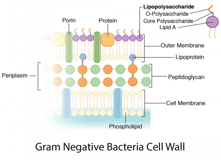 Bacterial Cell Wall Structure Composition And Types Online Biology Bacterial Cell Wall Structure Composition And Types Online Biology