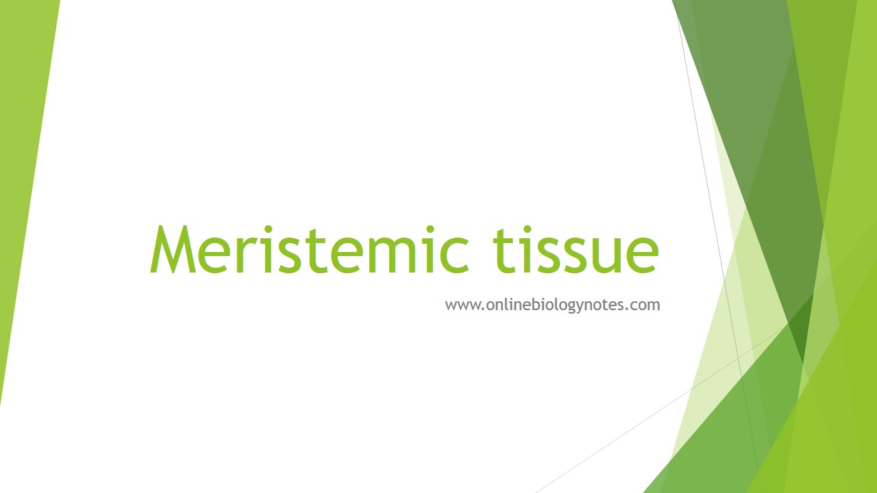 Meristematic tissue: characteristics, types and function - Online Biology  Notes